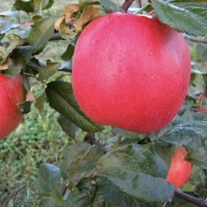 Edīte