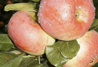 'Auksis'