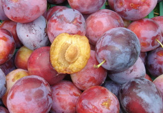 'Julius'