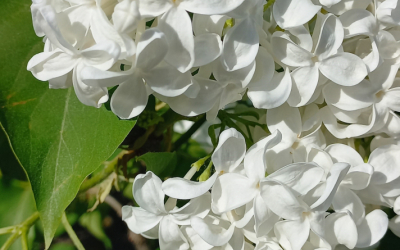 Mazais Princis attels