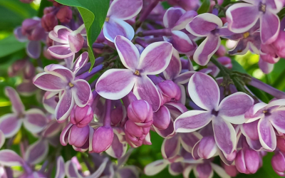 Parsteigums_P.Upitis