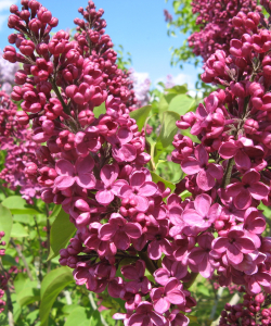 Parastais ceriņš (Syringa vulgaris) 'Andenken an Ludwig Spath' 