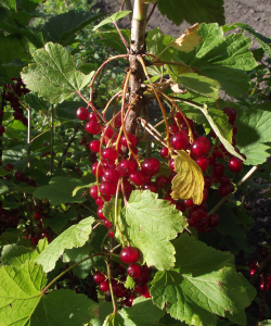 'Jonkheer van Tets' 