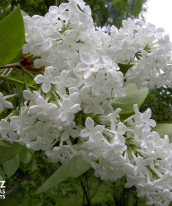 'Alba Grandiflora'