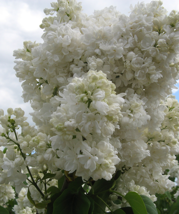 'Madame Lemoine'