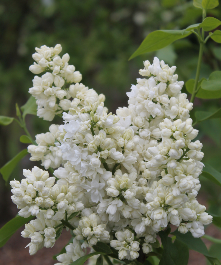 'Souvenir d'Alice Harding'