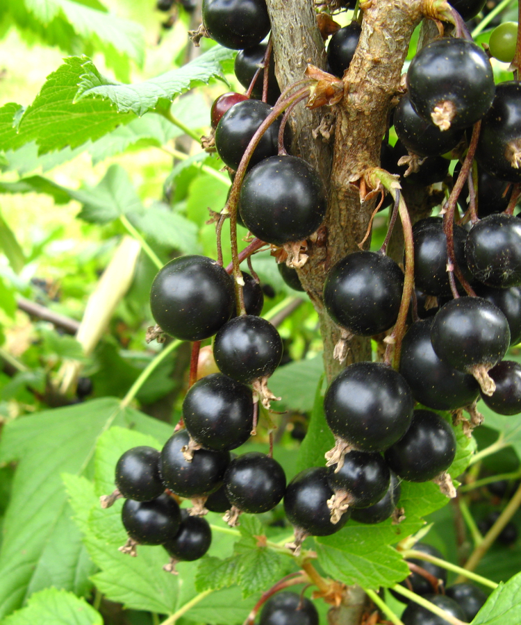 Upenes 'Karīna' (DI šķirne)