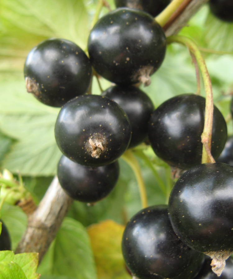 Upenes 'Lentyai'