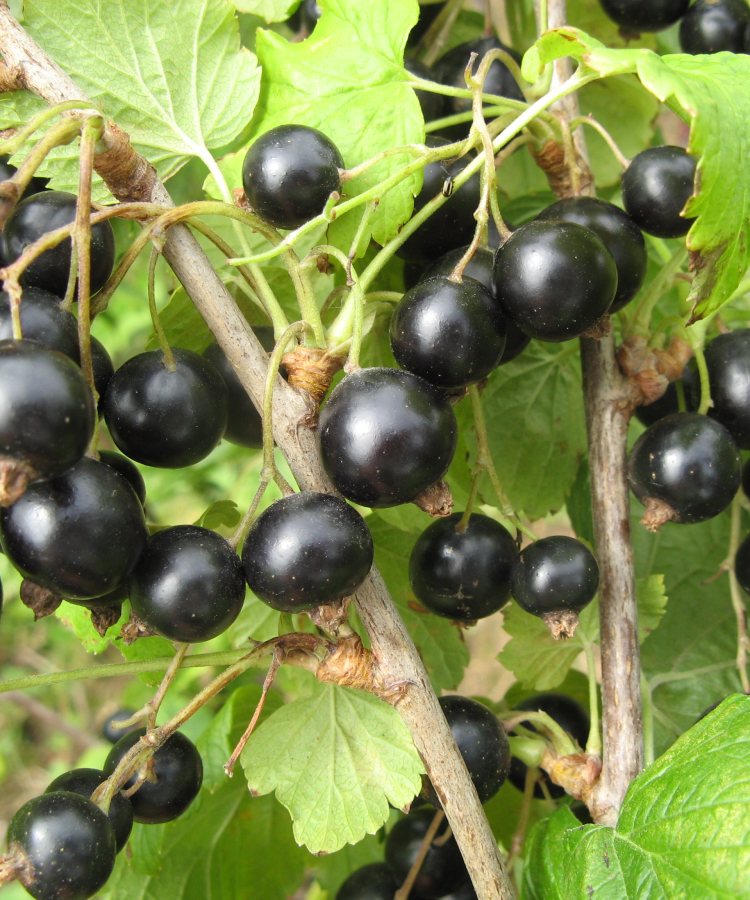 Upenes 'Zagadka'