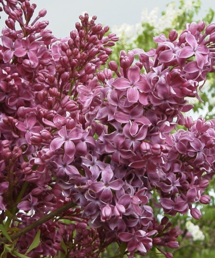 'Maija Viešņa' (DI šķirne)