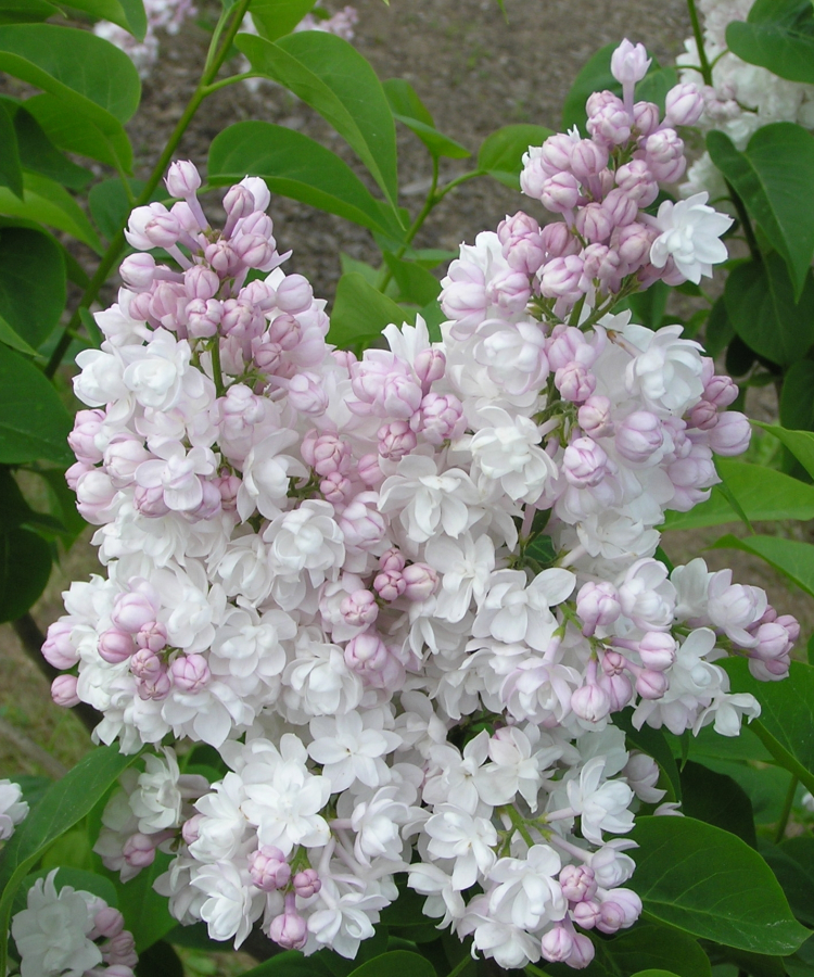 Krasavitsa