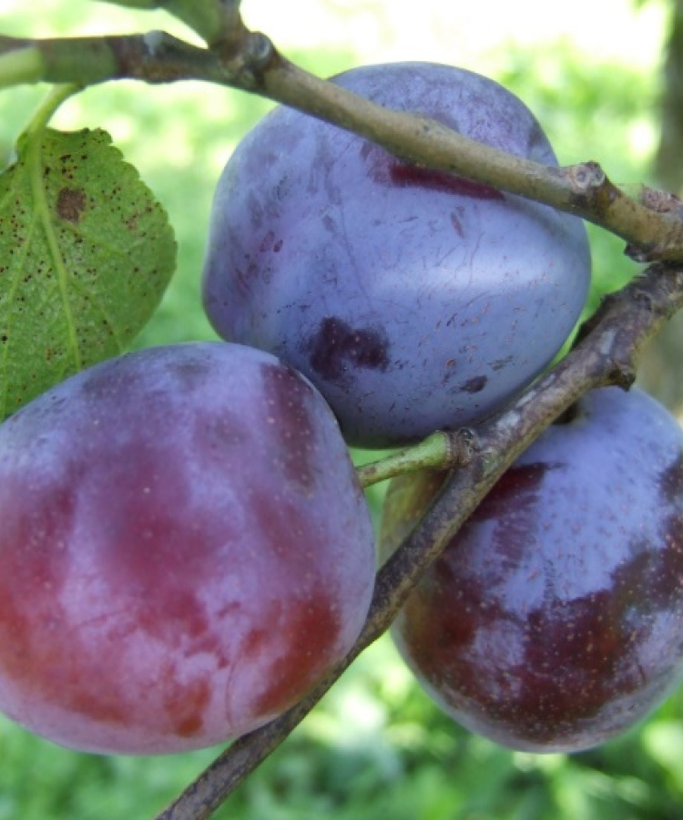 Mājas plūme 'Jubileum'