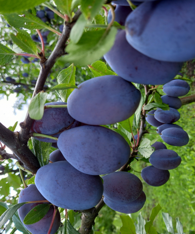 Mājas plūme 'Stenlijs'