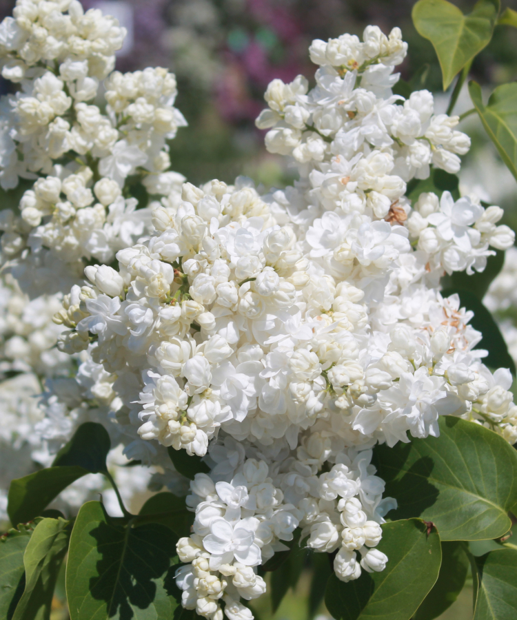 'Souvenir d'Alice Harding'