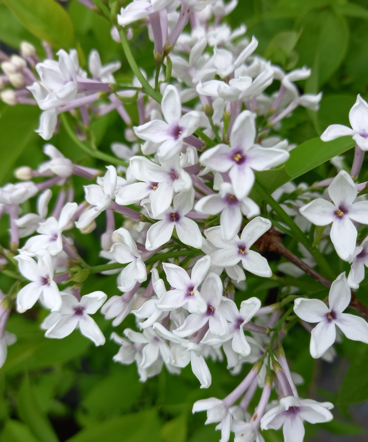 'Bicolor'