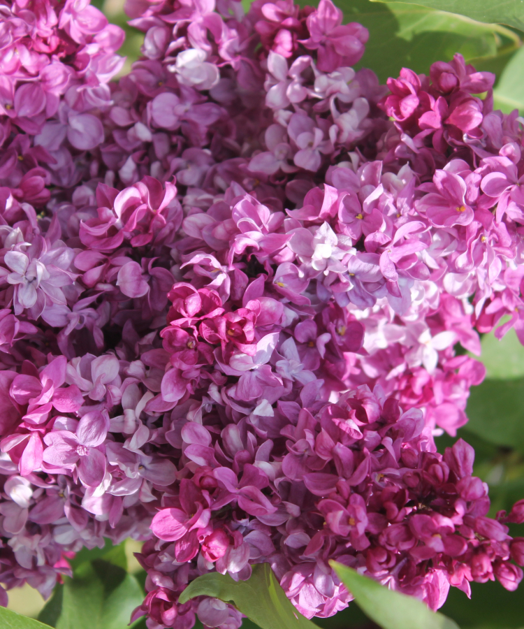 'Prince Wolkonsky'