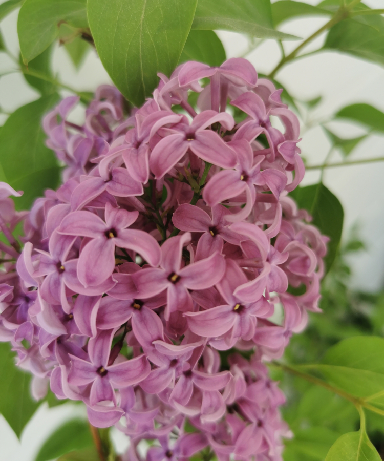 'Saugeana' 