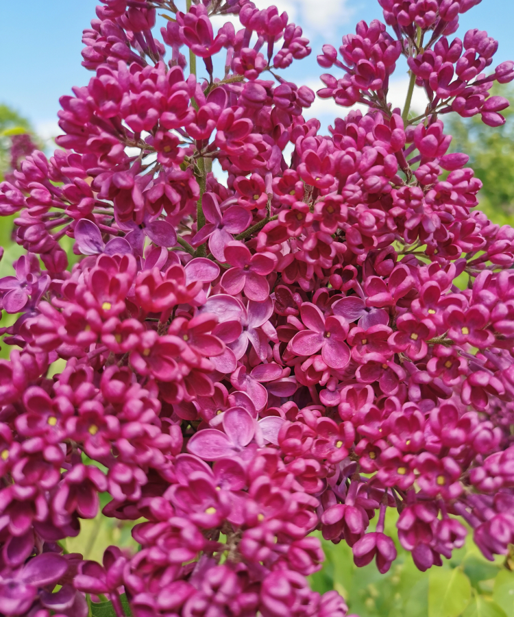 'Znamja Ļeņina'