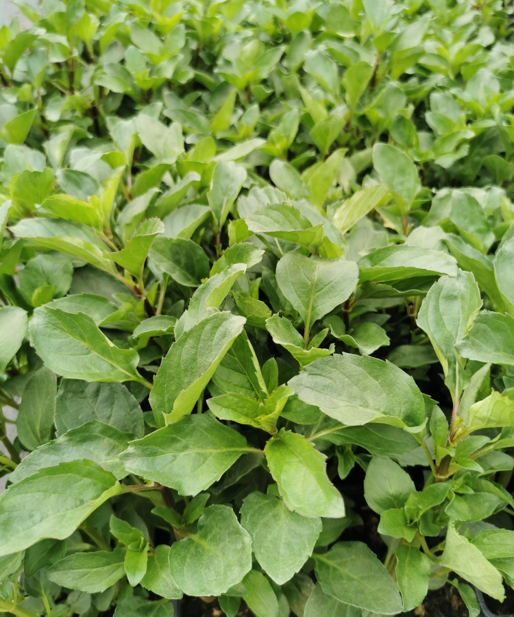 Citronmētra 'Lemon' 