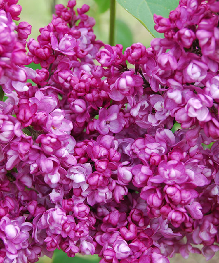 'Pērle' (DI šķirne)