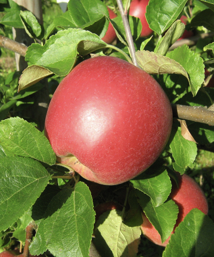 Inta