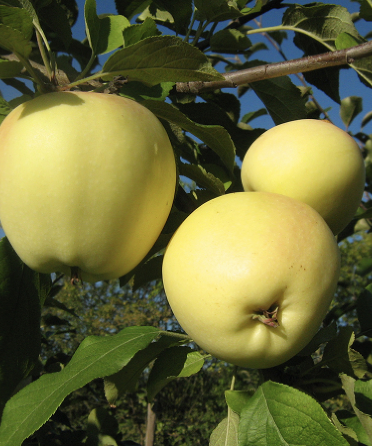 Ābele 'Saulesmeita'