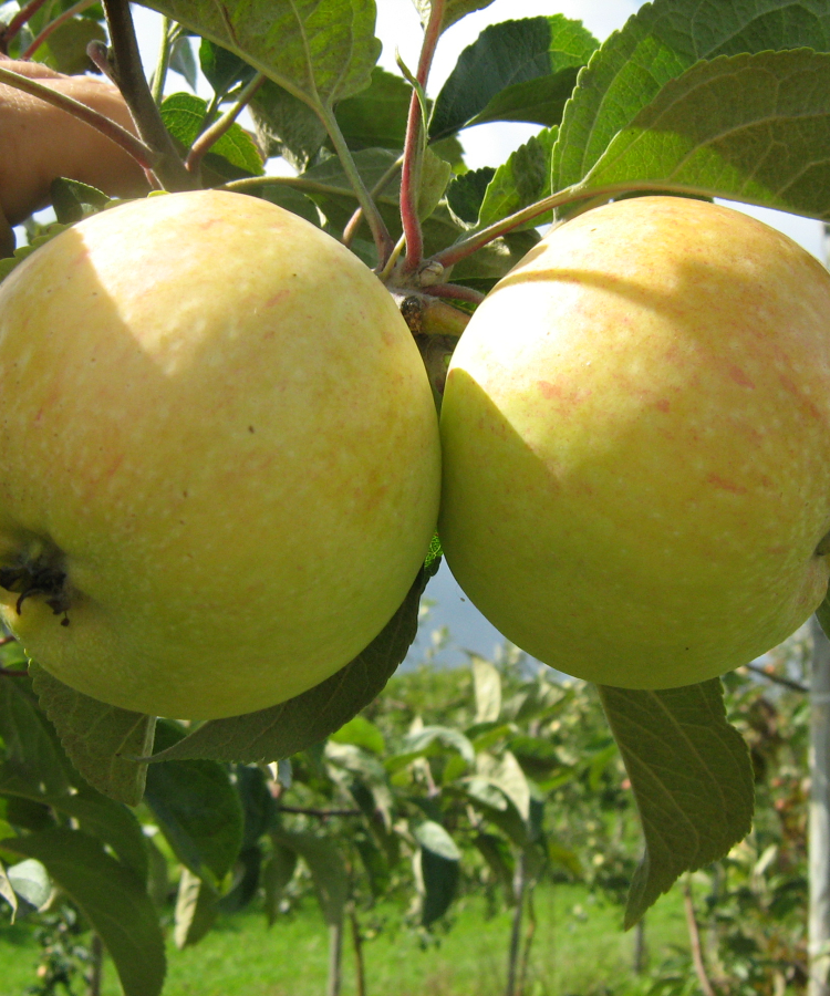 Ābele 'Konfetnoje'