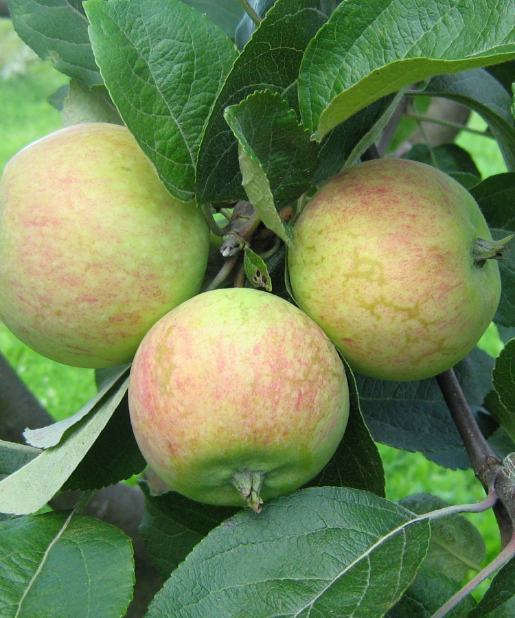 Cukuriņš (Korobovka)