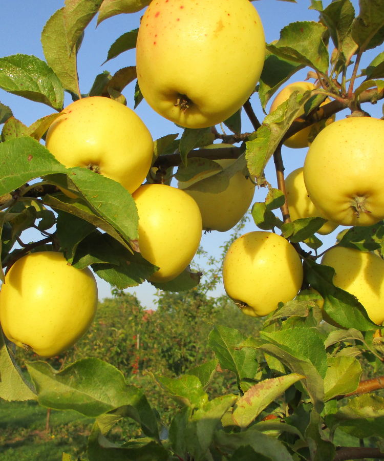 Ābele 'Merrigold'