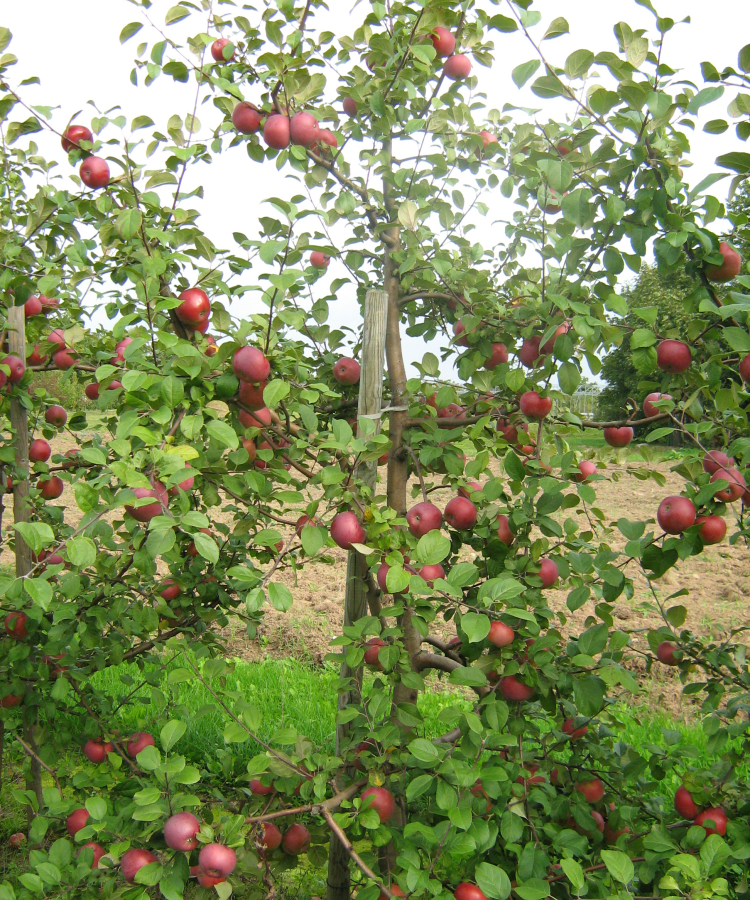 ‘MONTA’ (DI šķirne)
