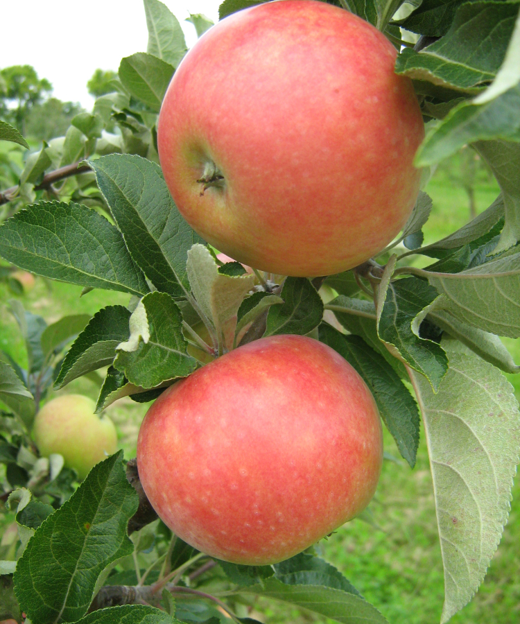 Iedzēnu Bumbierābele