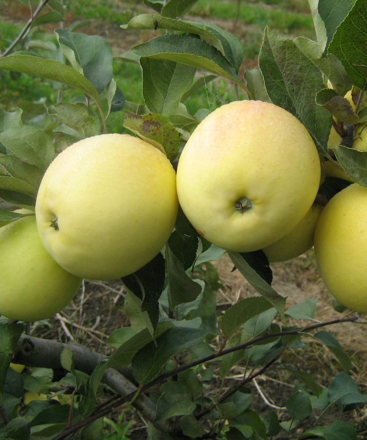 Ābele 'Trebu'