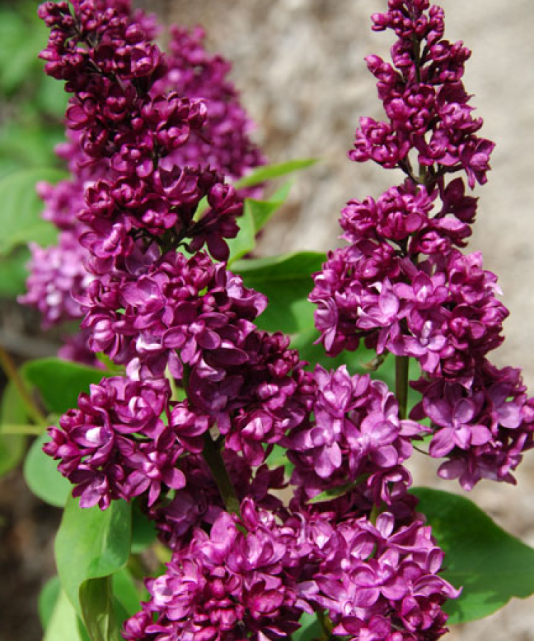 ‘Charles Joly’