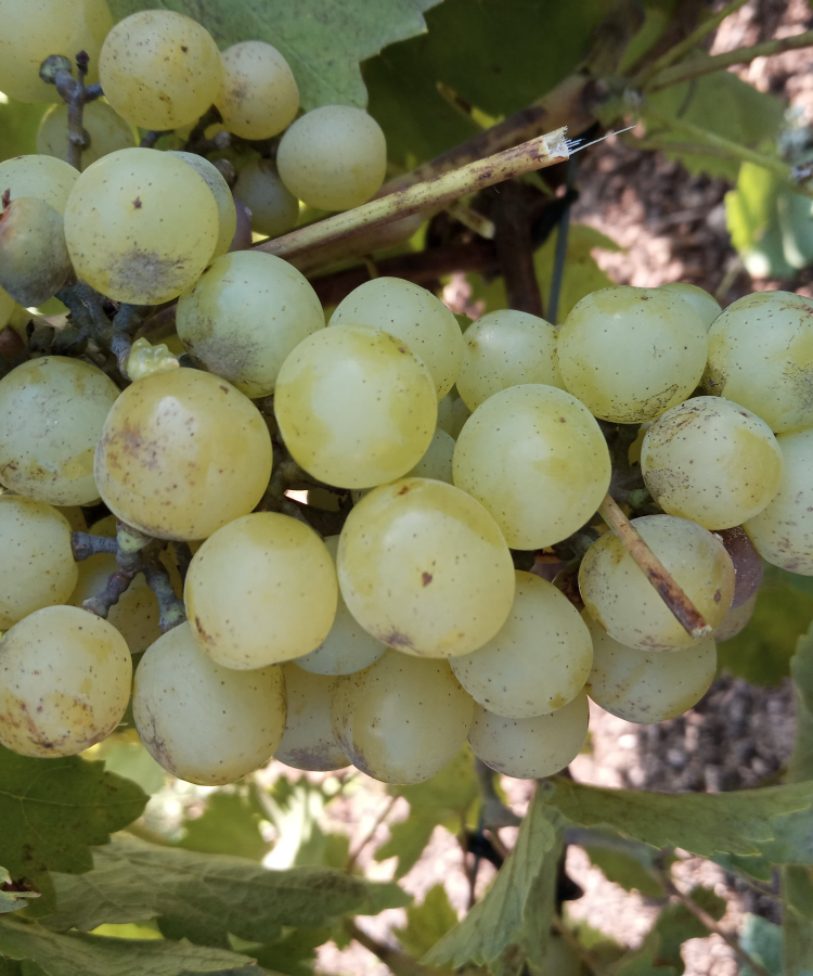 'Dietlava'