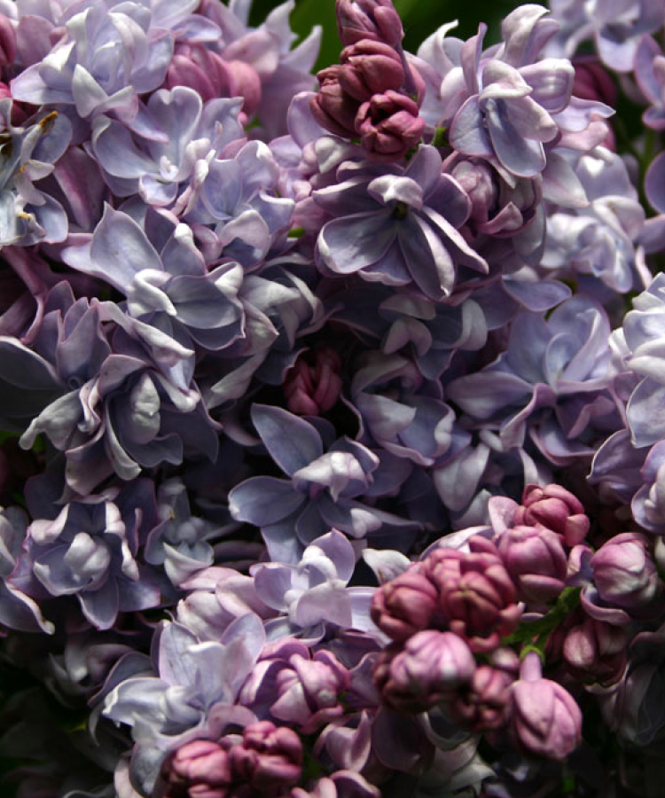 ‘Dr. Troyanowsky‘