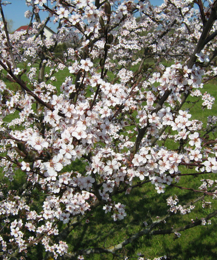 ‘Liesma’