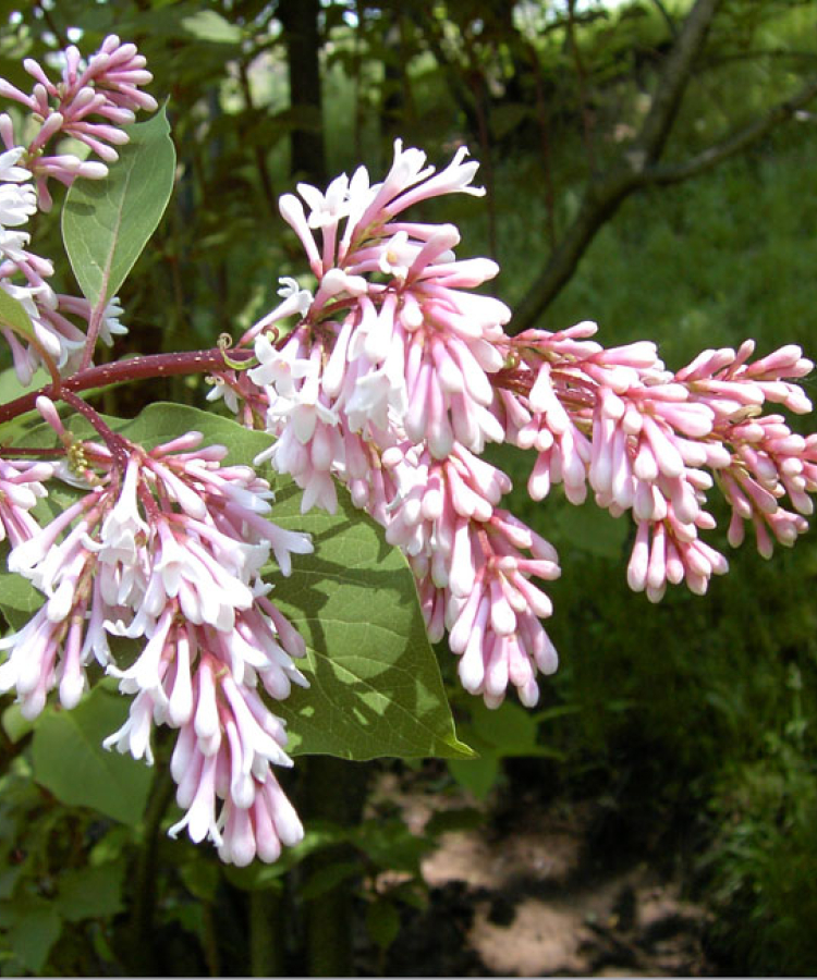 ‘Rosea’