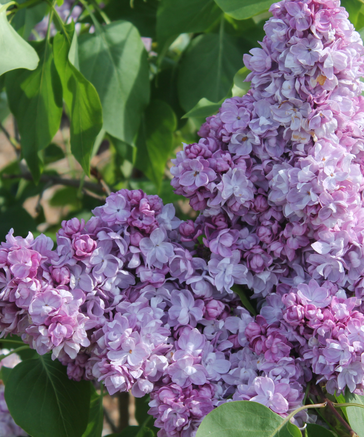 ’Victor Lemoine’ 