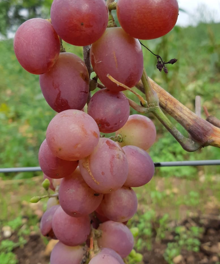'Viktorija'