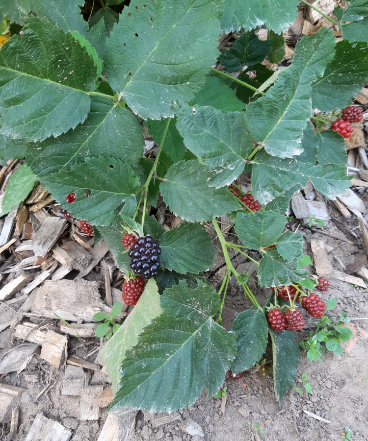 Kazenes ‘Orkan’