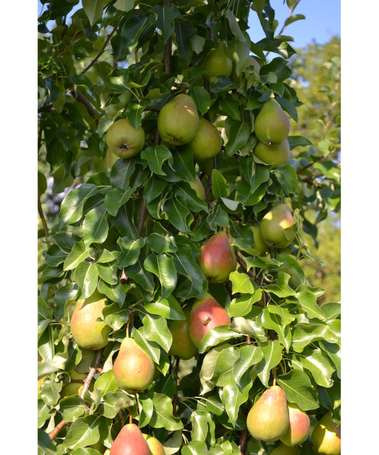 Bumbiere ‘Vasarine Sviestine’