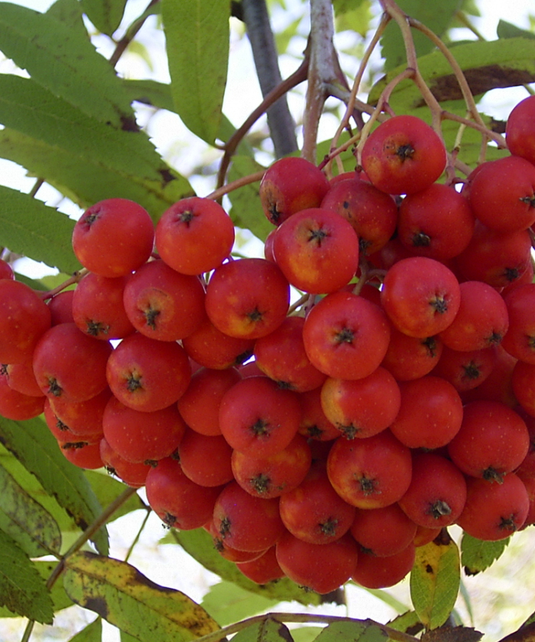 Pīlādzis ‘MORAVICA’