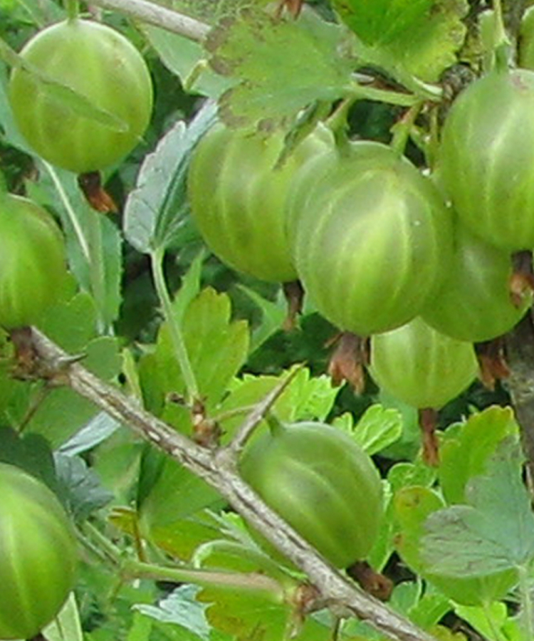 'Maija' (DI šķirne)