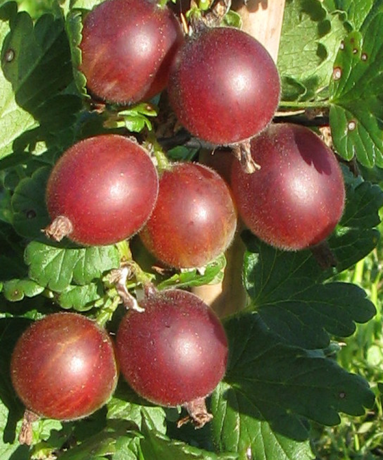 ‘Krasnoslavjanskij’