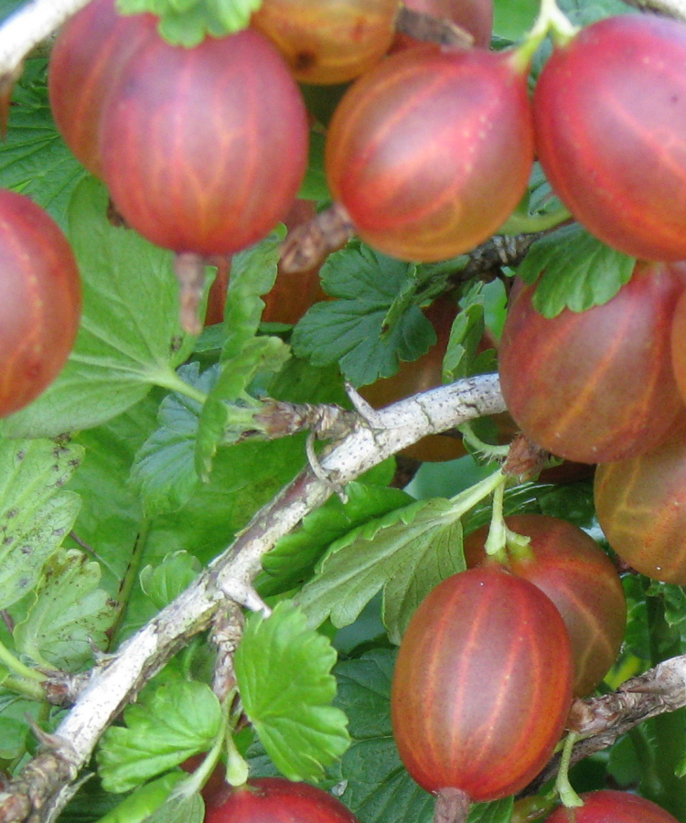'Mašeka'