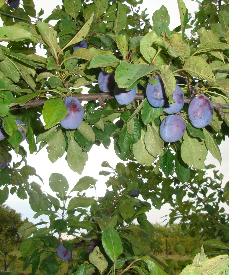 Mājas plūme 'Lotte'