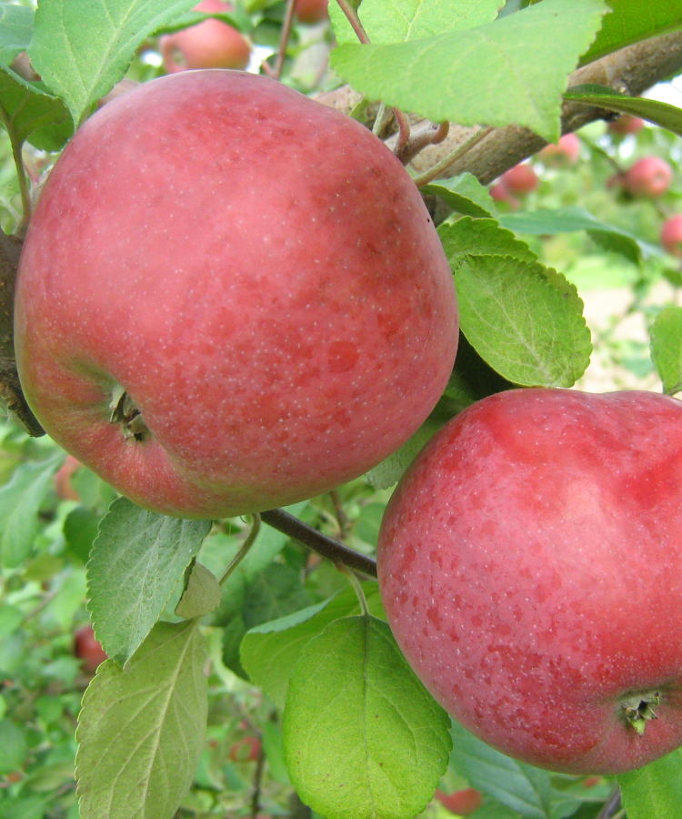 ‘MONTA’ (DI šķirne)