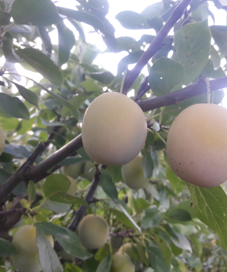 Mājas plūme 'Ontario'