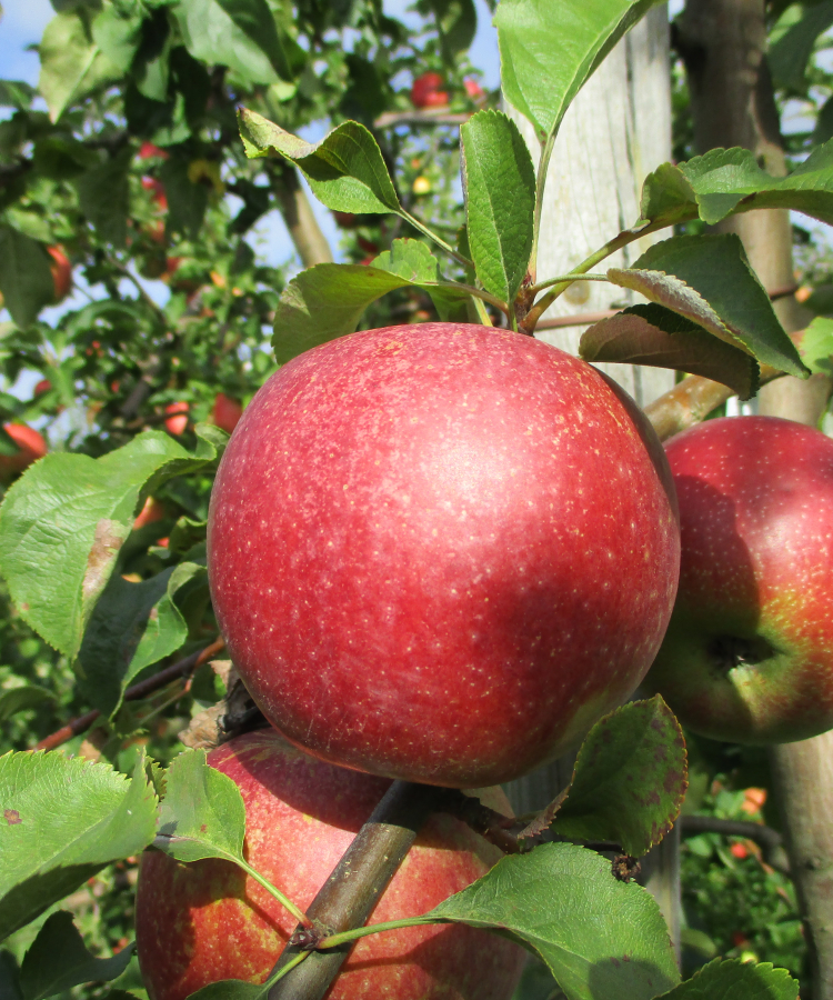 Raivo (H-8-97-4) (DI šķirne)