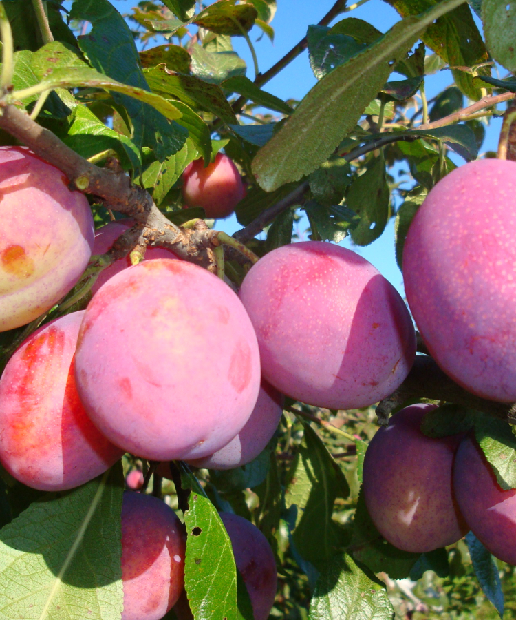 Mājas plūme 'Sonora' (DI šķirne)